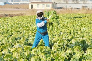 山东青岛：村民抢收冬菜保供应