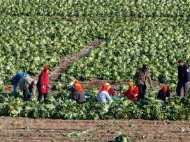 山东青岛：村民抢收冬菜保供应