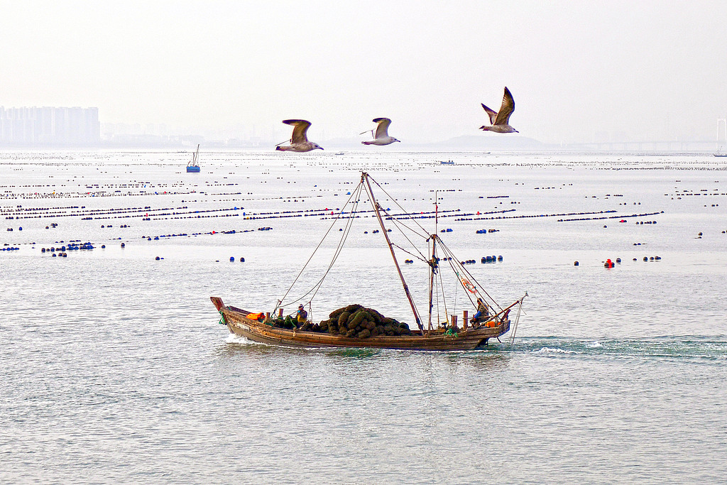 山东烟台：渔民驾驶渔船海上“冬耕”