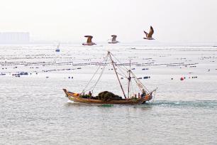 山东烟台：渔民驾驶渔船海上“冬耕”