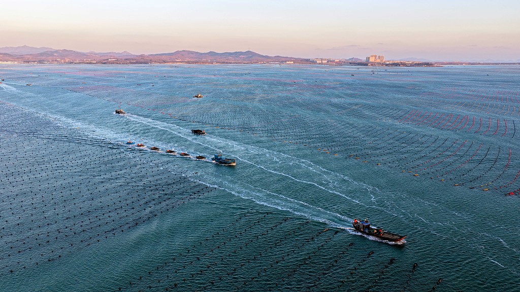 山东荣成：渔民开展海带养殖作业