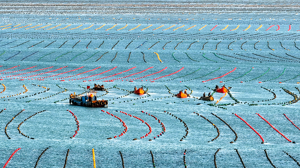 山东荣成：渔民开展海带养殖作业