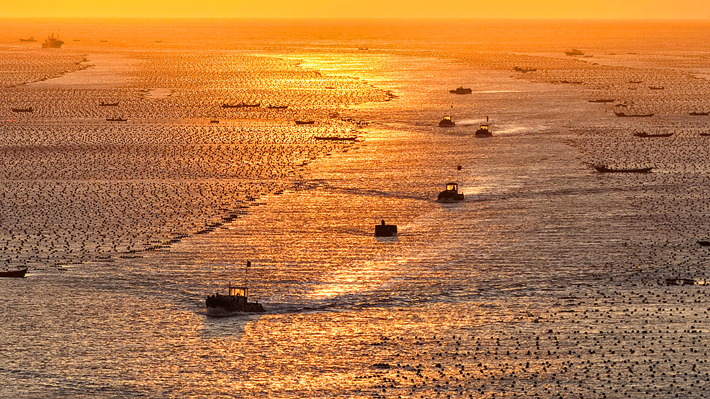 山东荣成：渔民开展海带养殖作业