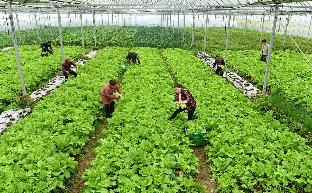 湖南邵阳：农民采收蔬菜供应市场