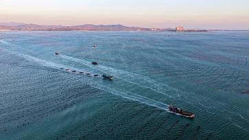 山东荣成：渔民开展海带养殖作业