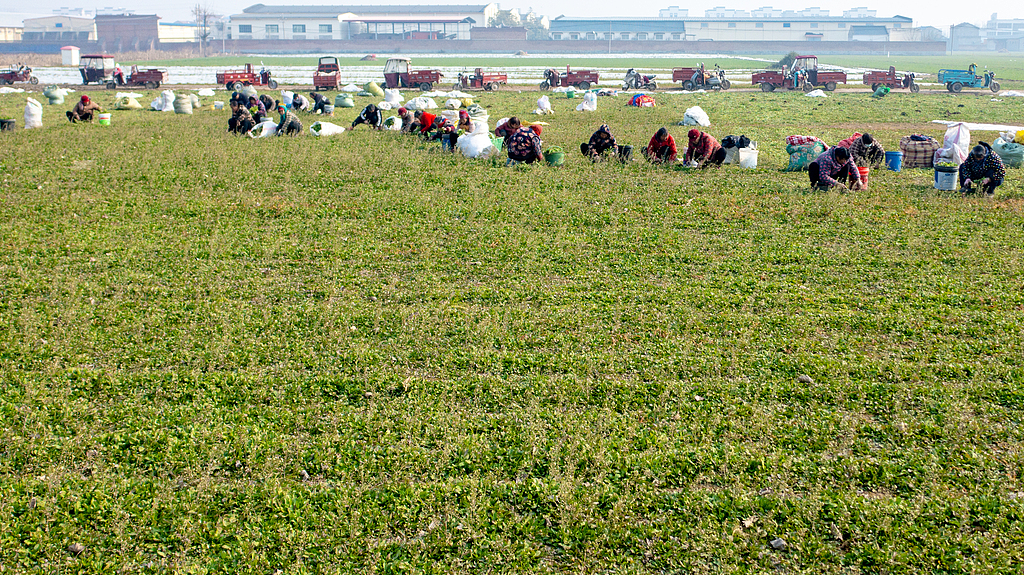 河南商丘：荠菜迎丰收 菜农忙采摘