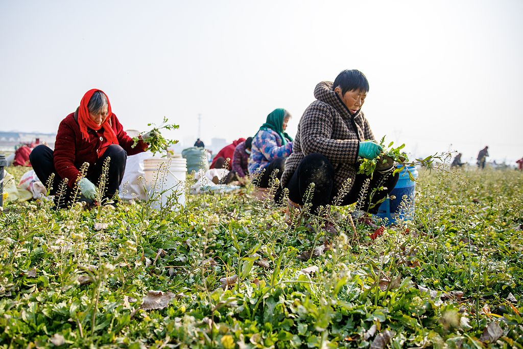 河南商丘：荠菜迎丰收 菜农忙采摘