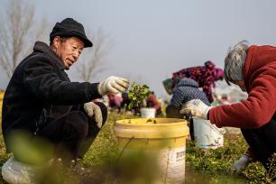 河南商丘：荠菜迎丰收 菜农忙采摘