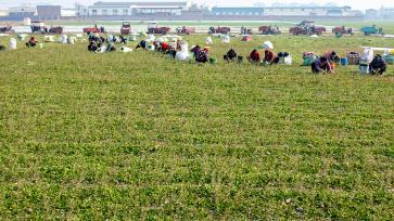 河南商丘：荠菜迎丰收 菜农忙采摘