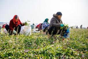 河南商丘：荠菜迎丰收 菜农忙采摘