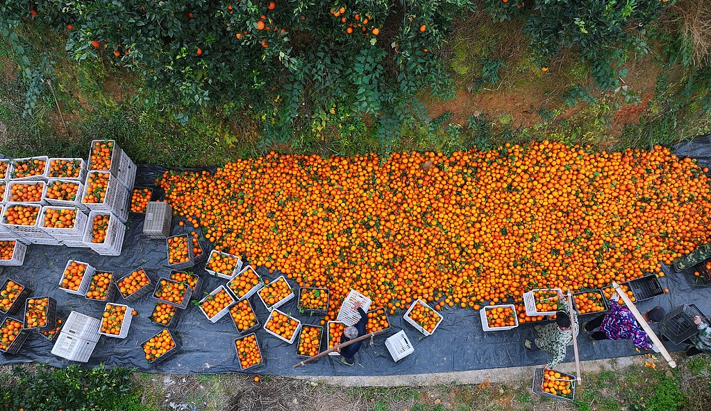 重庆：万亩脐橙丰收 村民采摘搬运