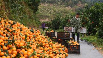 重庆：万亩脐橙丰收 村民采摘搬运