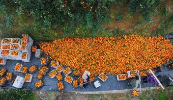 重庆：万亩脐橙丰收 村民采摘搬运