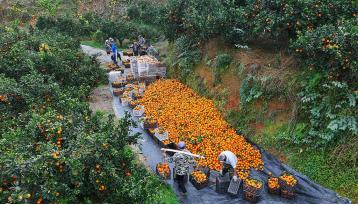 重庆：万亩脐橙丰收 村民采摘搬运