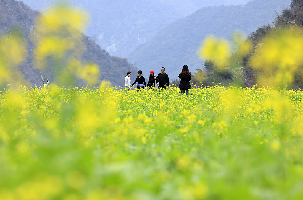 甘肃陇南：油菜花开吸引游客观赏