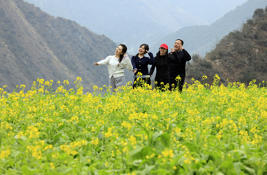 甘肃陇南：油菜花开吸引游客观赏