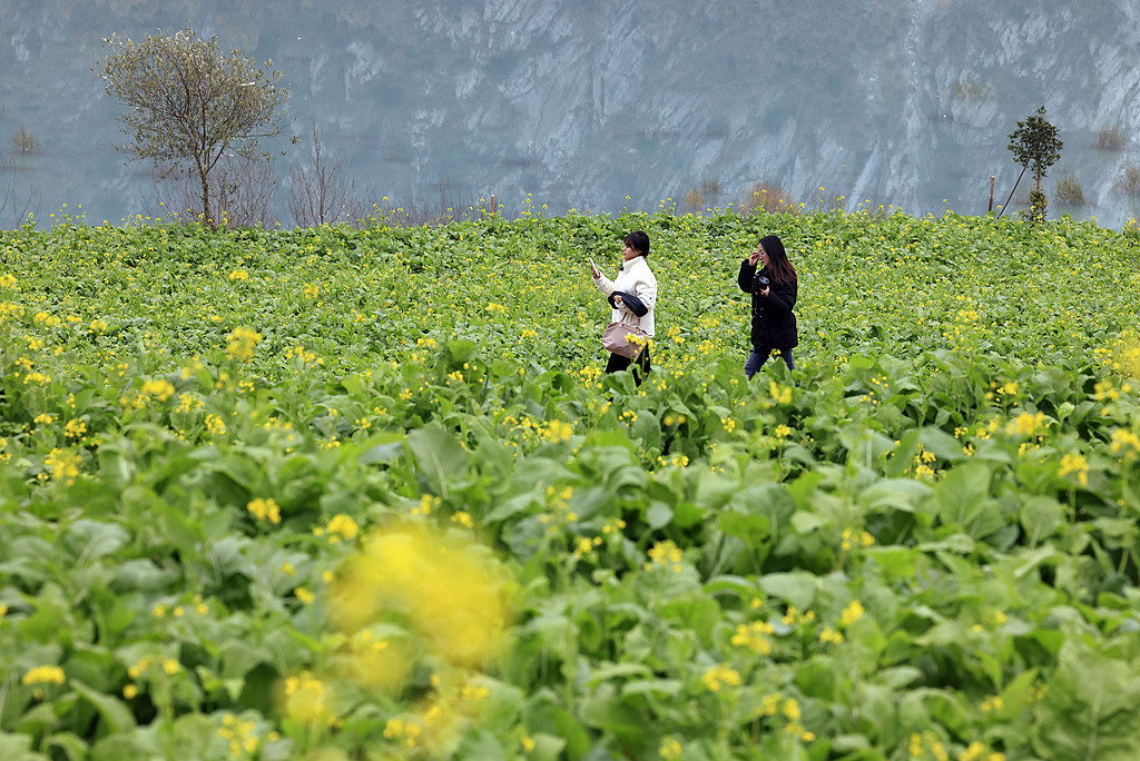 甘肃陇南：油菜花开吸引游客观赏