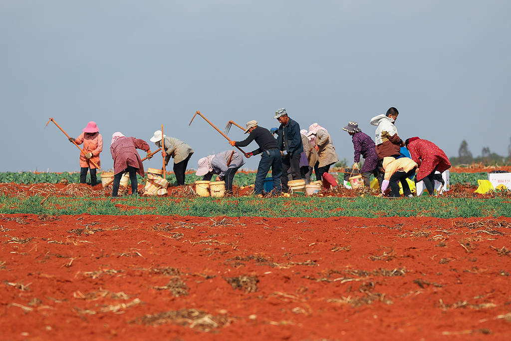 云南曲靖：农民在田间采收马铃薯
