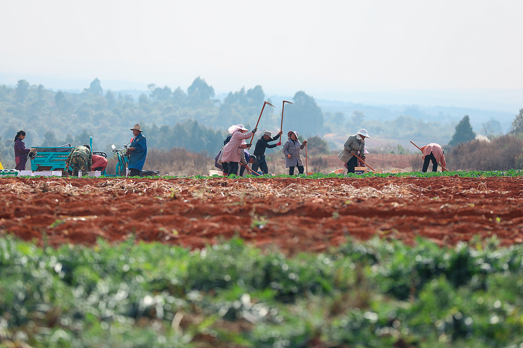 云南曲靖：农民在田间采收马铃薯