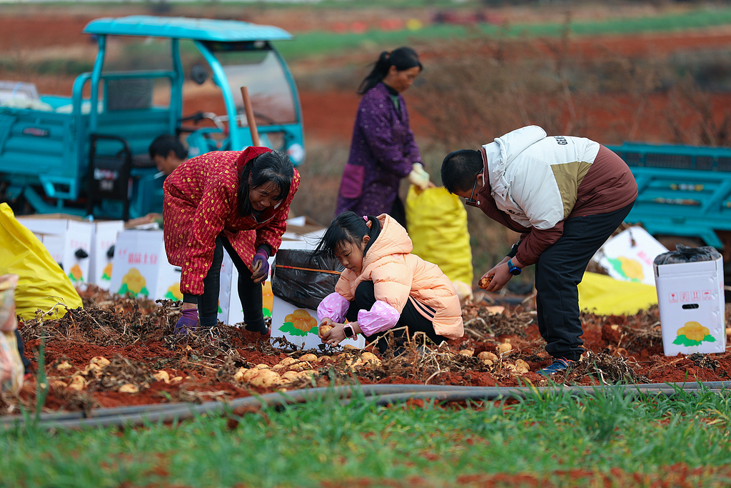 云南曲靖：农民在田间采收马铃薯