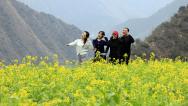 甘肃陇南：油菜花开吸引游客观赏
