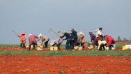 云南曲靖：农民在田间采收马铃薯