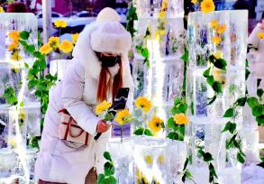 哈尔滨：“冰封玫瑰”惊艳回归