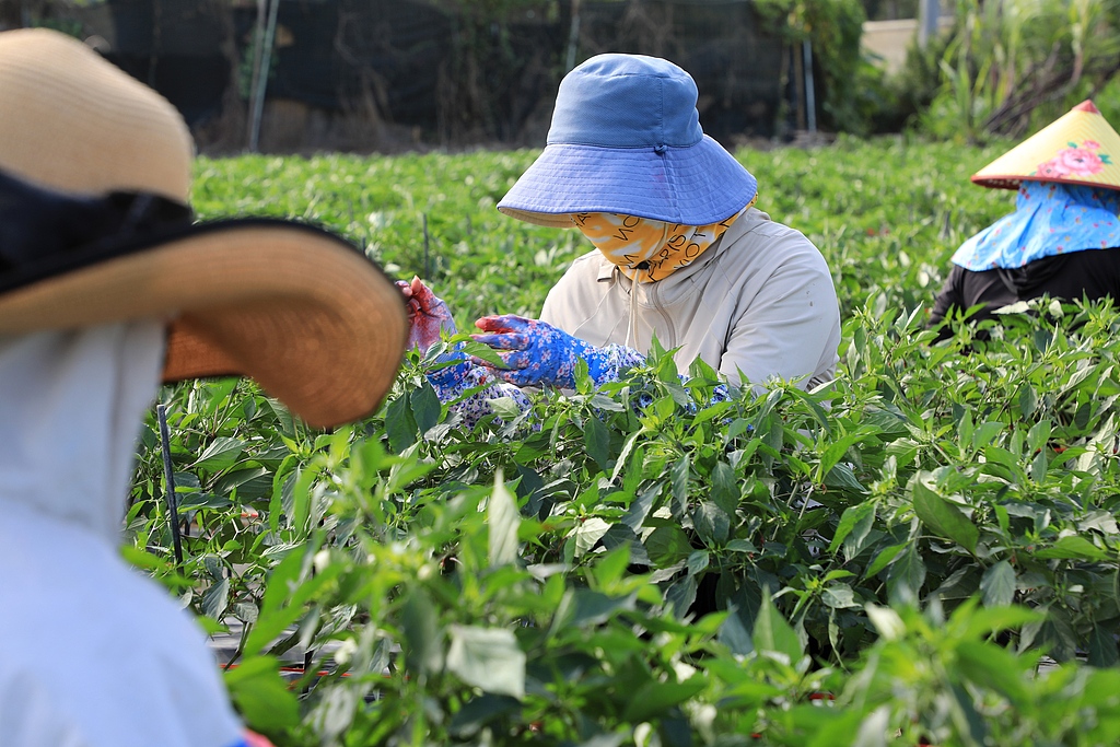 海南三亚：农民为辣椒种苗人工授粉