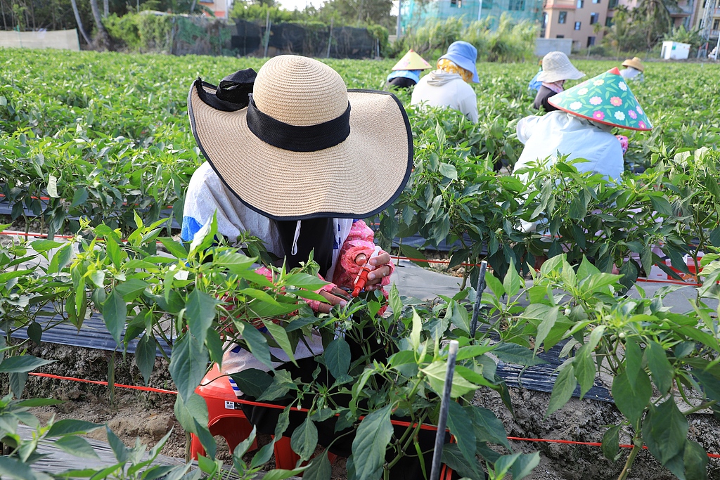 海南三亚：农民为辣椒种苗人工授粉