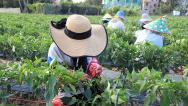 海南三亚：农民为辣椒种苗人工授粉