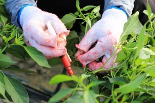 海南三亚：农民为辣椒种苗人工授粉