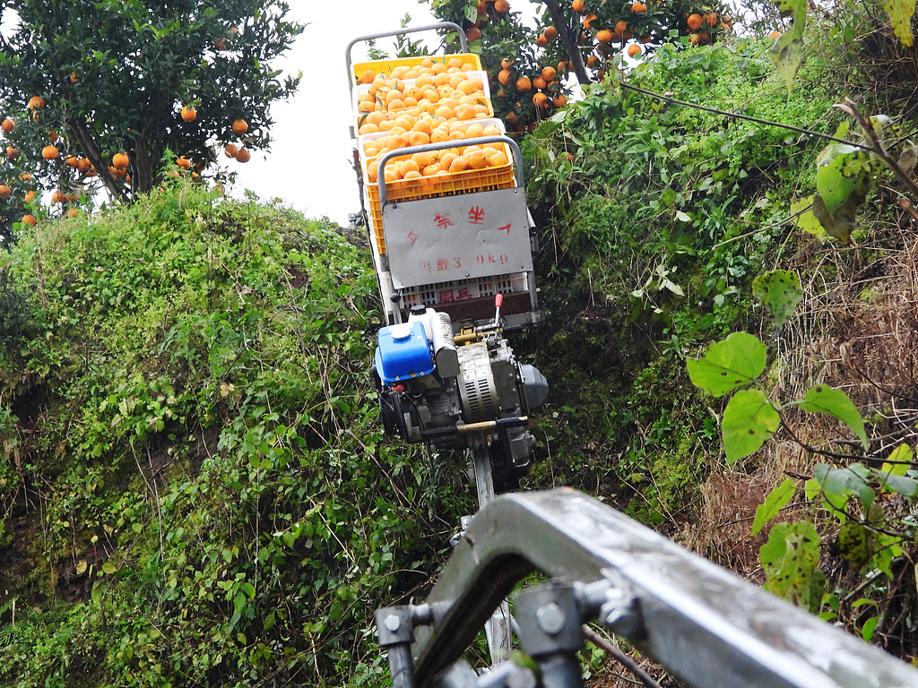 四川达州：“小火车”运输柑橘