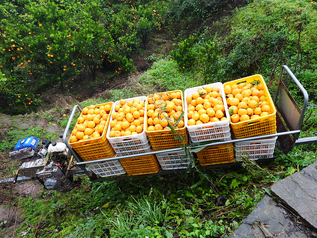 四川达州：“小火车”运输柑橘