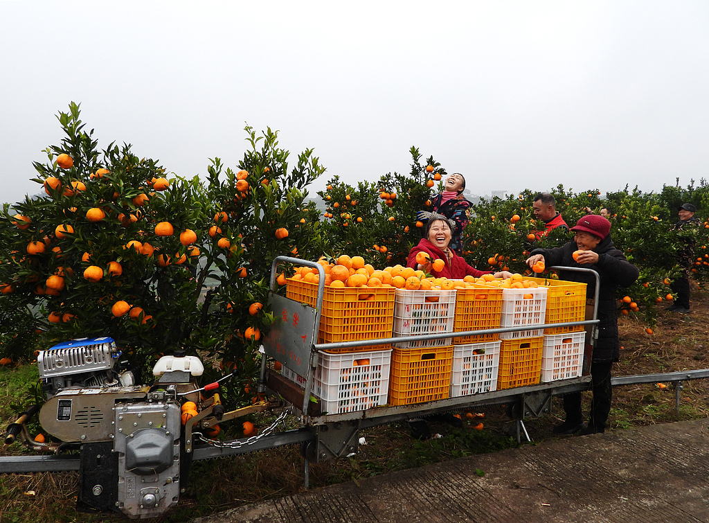 四川达州：“小火车”运输柑橘