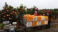 四川达州：“小火车”运输柑橘