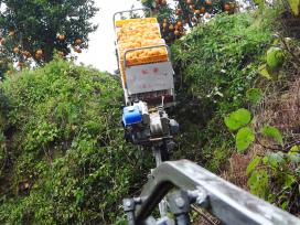 四川达州：“小火车”运输柑橘