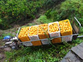 四川达州：“小火车”运输柑橘