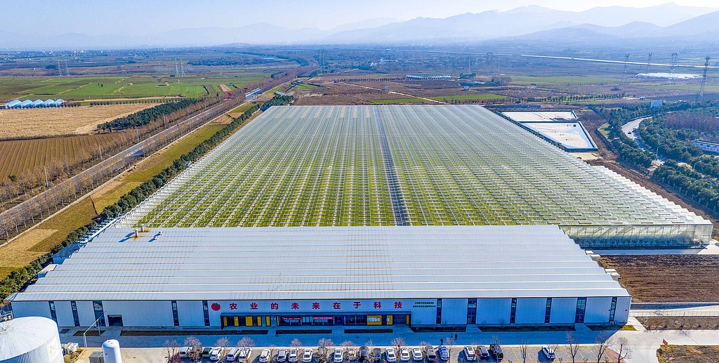 河南洛阳：工作人员采摘串收番茄