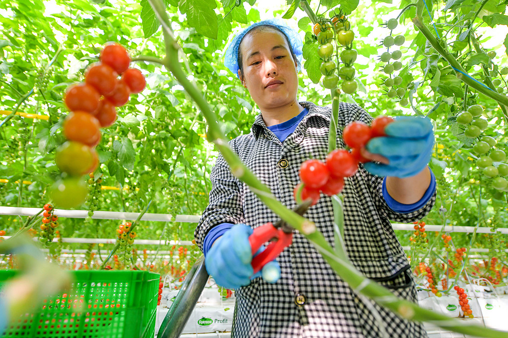 河南洛阳：工作人员采摘串收番茄