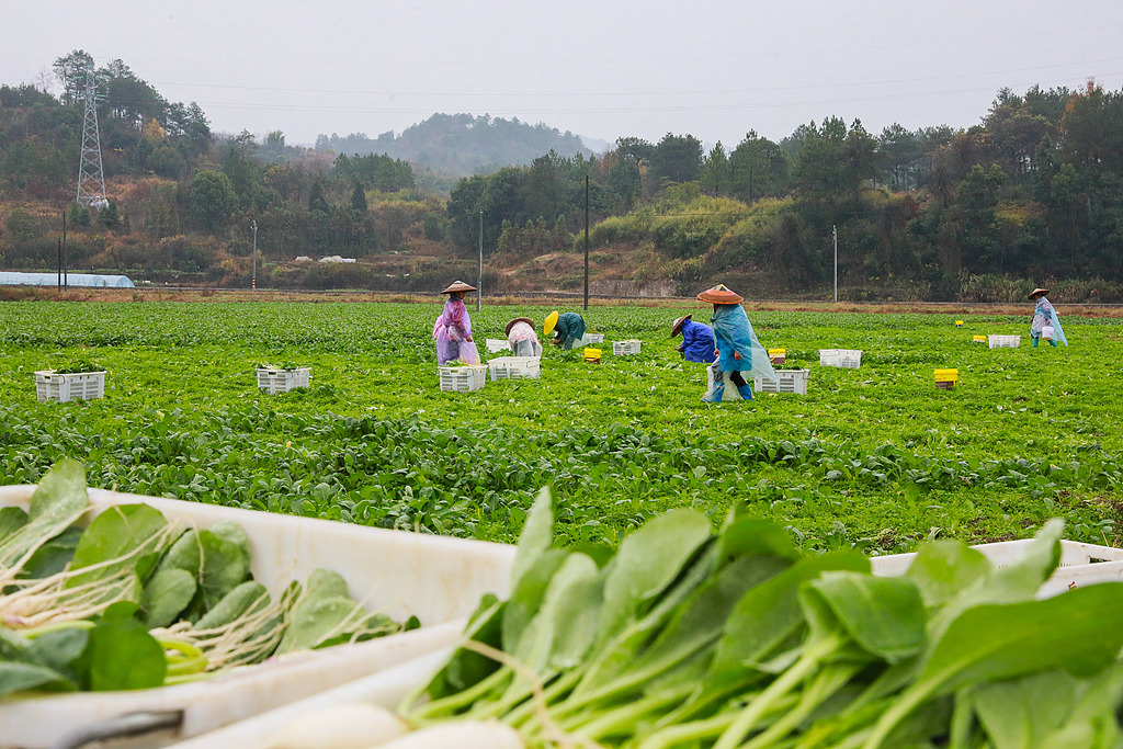 湖南永州：村民在田间收获蔬菜
