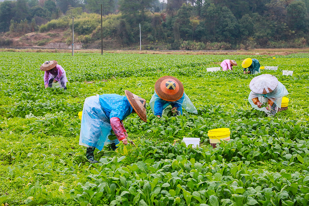 湖南永州：村民在田间收获蔬菜