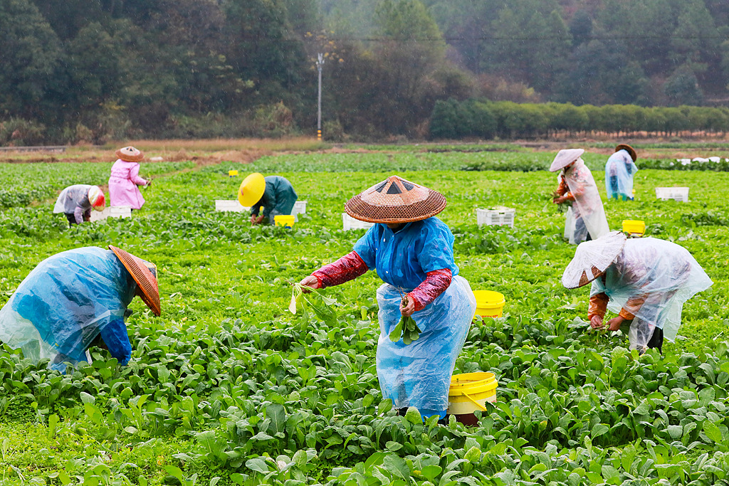 湖南永州：村民在田间收获蔬菜