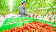 河南洛阳：工作人员采摘串收番茄