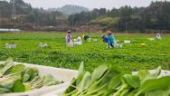 湖南永州：村民在田间收获蔬菜