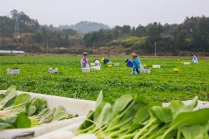 湖南永州：村民在田间收获蔬菜