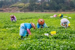 湖南永州：村民在田间收获蔬菜