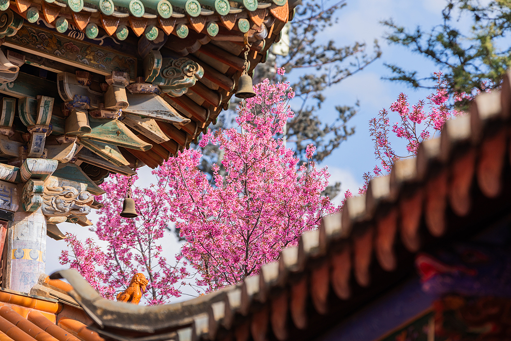 昆明：法定寺冬樱花盛开 古建繁花绘春城美景