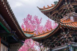 昆明：法定寺冬樱花盛开 古建繁花绘春城美景