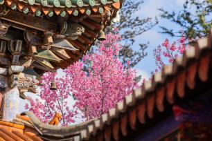 昆明：法定寺冬樱花盛开 古建繁花绘春城美景