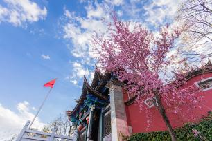 昆明：法定寺冬樱花盛开 古建繁花绘春城美景